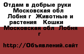 Отдам в добрые руки  - Московская обл., Лобня г. Животные и растения » Кошки   . Московская обл.,Лобня г.